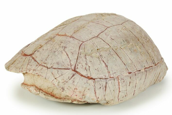 Inflated Fossil Tortoise (Stylemys) w/ Limb Bones - South Dakota #373009